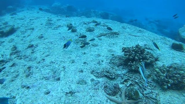 "Коста-Медитераниа".В конце круиза дайвинг на Сейшельских островах.Ноябрь2019 смотреть онлайн