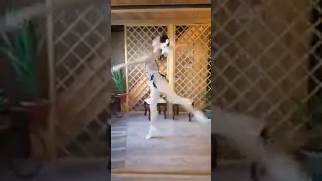 Тренируемся дома 19 смотреть онлайн