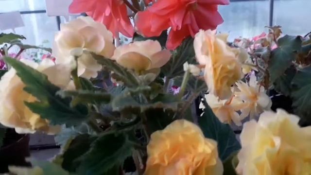 БЕГОНИЯ КРУПНОЦВЕТКОВАЯ ФОНТАНЫ! ВИШНЕВЫЙ,РОЗОВЫЙ,ДАК РЕД,НОНСТОП ЕЛЛОУ, F1ГОУ ГОУ СЕЛМОН!