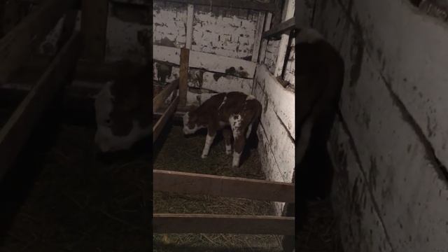 10 бычки...Наш первый опыт по выращиванию КРС смотреть онлайн