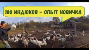 Индюки разведение // ПРОЕКТ "100 ИНДЮКОВ"