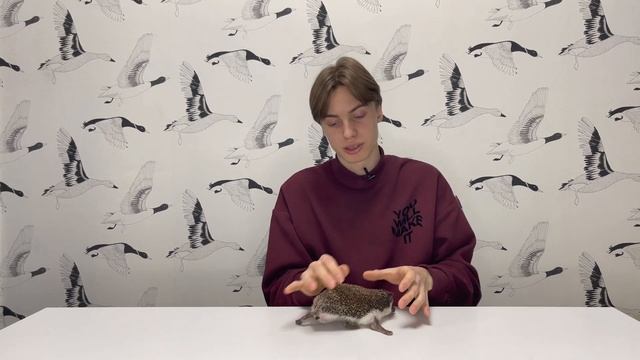 Кто такой карликовый африканский еж? Чем карликовый африканский ежик отличается от лесного? смотреть онлайн