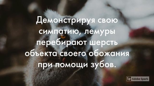 Лемуры — создания удивительные. смотреть онлайн