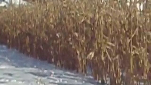 ограждение сада от зайцев