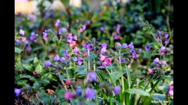 David Fantasia - Pulmonaria Magic смотреть онлайн