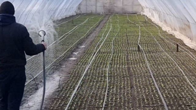 Подкормка редиса смотреть онлайн