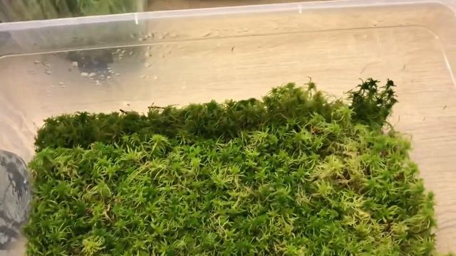 Мох сфагнум в домашних условиях, выращивание от А до Я, Оксана Расадина