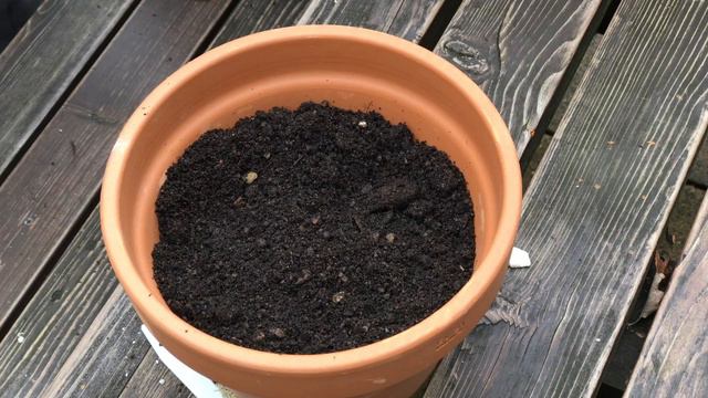 Planting Hyacinth Bulbs | Jack Shilley смотреть онлайн
