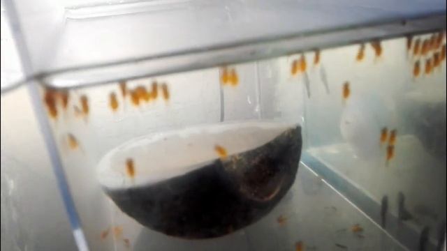 Сомик анциструс от икры до малька смотреть онлайн