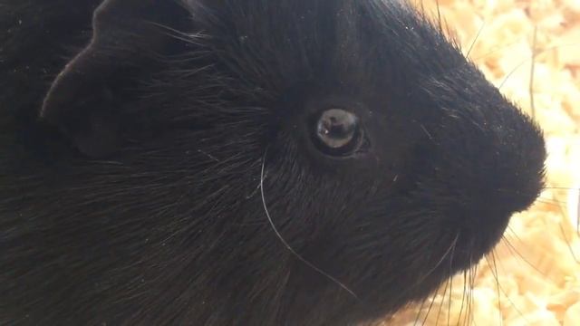 Вши у морской свинки смотреть онлайн