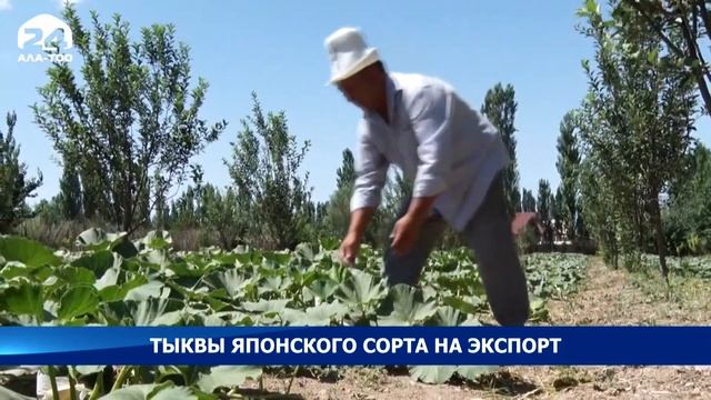 В Таласе выращивают тыквы японских сортов «Масима» и экспортируют их в саму же Японию смотреть онлайн