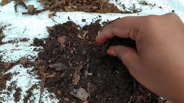 How to care Callisia rosato or pink lady смотреть онлайн