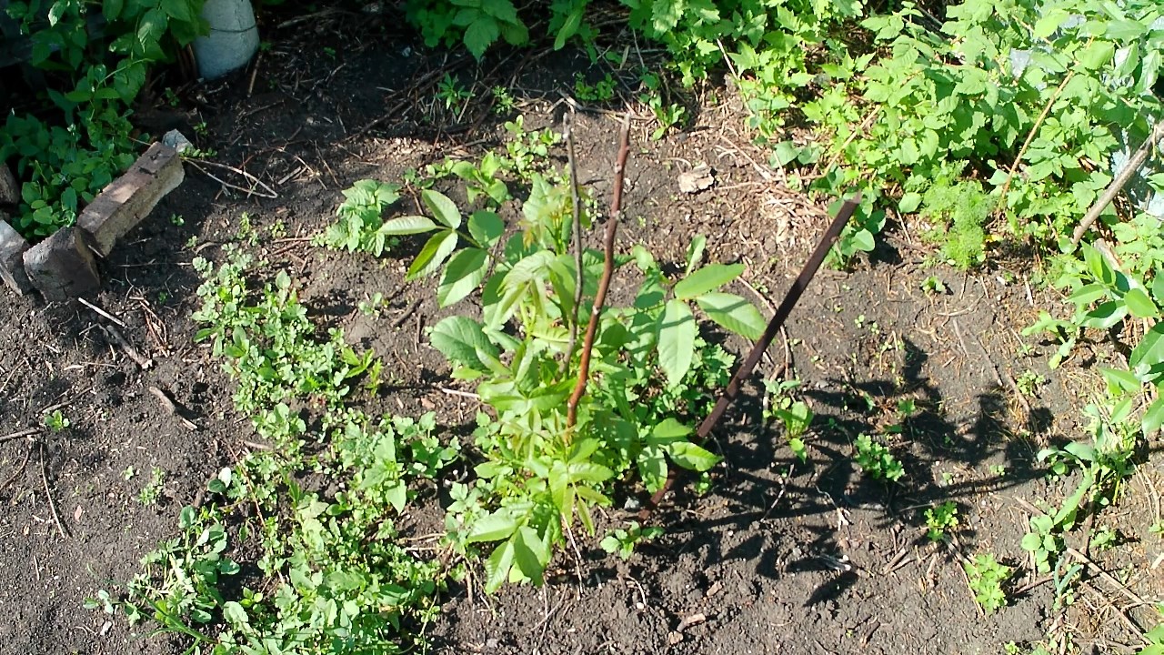 Выращивание орехов в Челябинске. Грецкие орехи, чёрные, фундук и сердцевидный смотреть онлайн