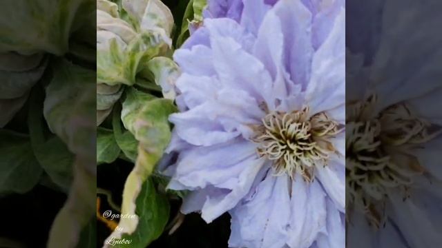 Clematis ‘Mazury’  / клематис ‘Mazury’ (Мазуры) смотреть онлайн