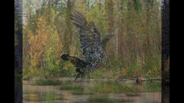 Затерянный мир - природный парк "Сибирские увалы" смотреть онлайн