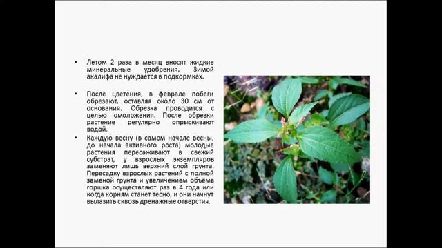 АКАЛИФА смотреть онлайн