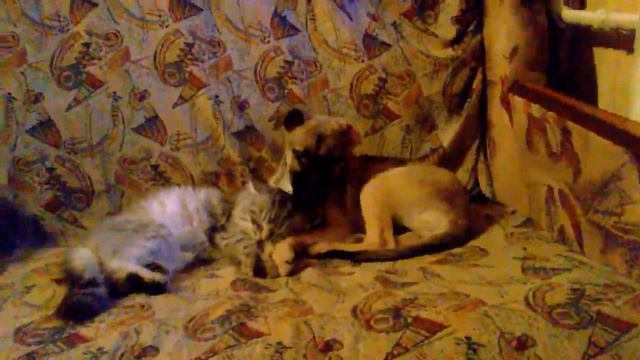 Ричик и Мир (совместный диван для сна) котёнок и щенок смотреть онлайн