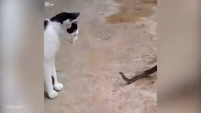 змея съела жабу и хочет съесть кота смотреть онлайн
