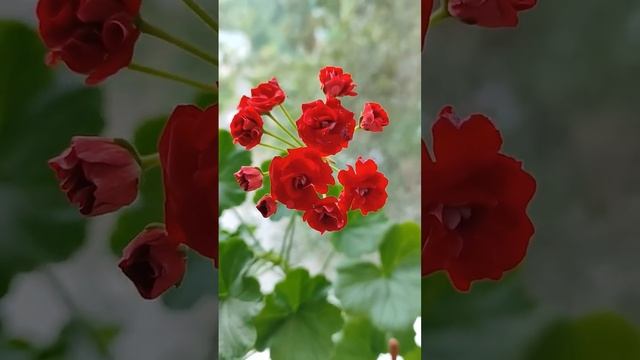 пеларгония красная розочка смотреть онлайн