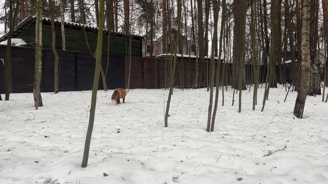 Алиса - лиса. Поляна для валяния и кряхтения смотреть онлайн