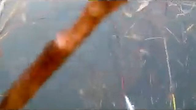 Неманское 20130517145443 смотреть онлайн