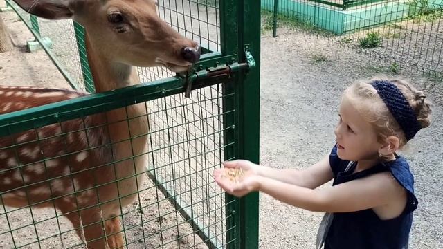 Ейский контактный зоопарк. Часть 2. смотреть онлайн