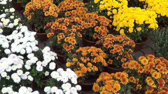 Цветочный базар. Выставка- продажа цветов! Beautiful Exhibition and sale of flowers! смотреть онлайн