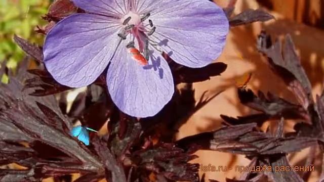 Герань луговая Миднайт Блюз (geranium pratense) ? обзор: как сажать, саженцы герани Миднайт Блюз смотреть онлайн