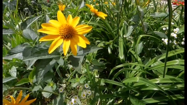 П. И. Чайковский - Времена Года. Лето. Июль смотреть онлайн