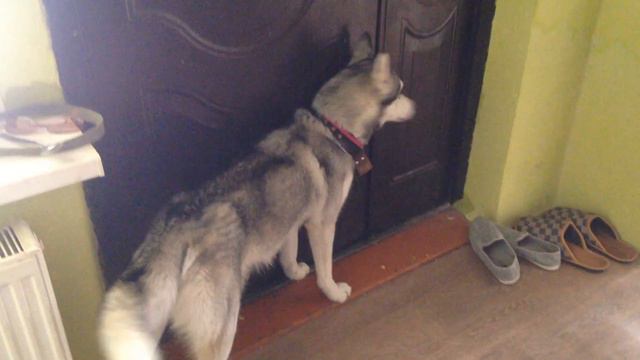 Хаски разговаривает, очень приспичило... смотреть онлайн