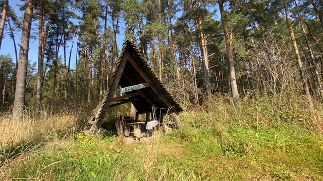 Покатушки с собакой на квадроцикле Походы с собаками смотреть онлайн