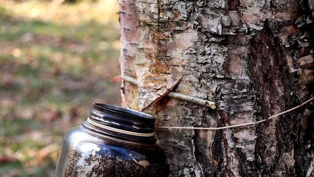 Поход в лес с советами для бушкрафта I Сбор березового сока. смотреть онлайн