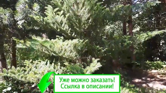 Пихта корейская купить саженцы