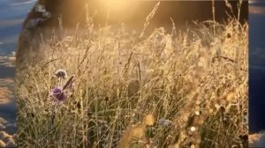 мельница луч солнца золотого