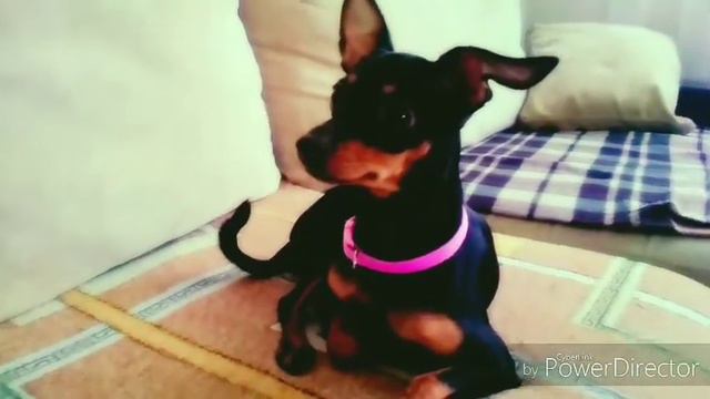 Короче говоря одна дома/Говорящий той терьер смотреть онлайн