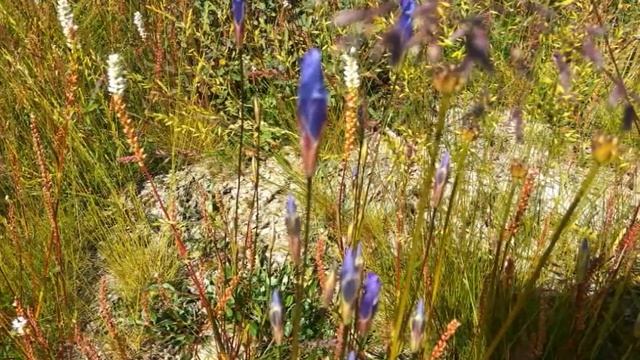 Якутский букет смотреть онлайн