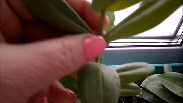 Эустома растет пью шиповник смотреть онлайн