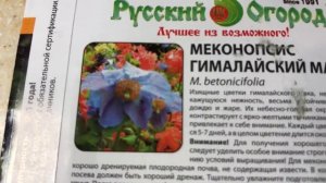 Меконопсис Гималайский мак. Нужен совет! Помогите!