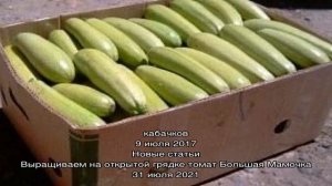 Как правильно хранить кабачки – доступные и полезные советы