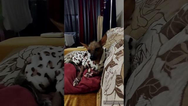 ну какие секреты красоты, генетика... смотреть онлайн