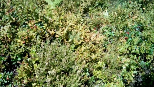 КАК РАСТЕТ ЧЕРНИКА В ЛЕСУ смотреть онлайн