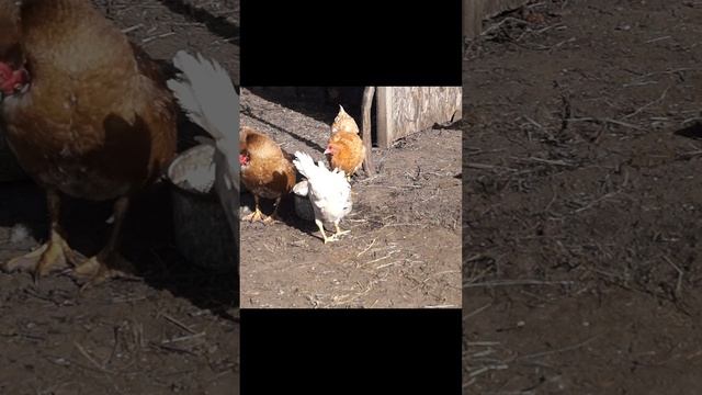 Жаркое по деревенски в чугунке на печи.