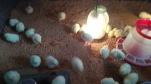 Лучшая подстилка для цыплят!