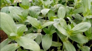 ЦИННИЯ.ВЫСАДКА РАССАДЫ В ГРУНТ.