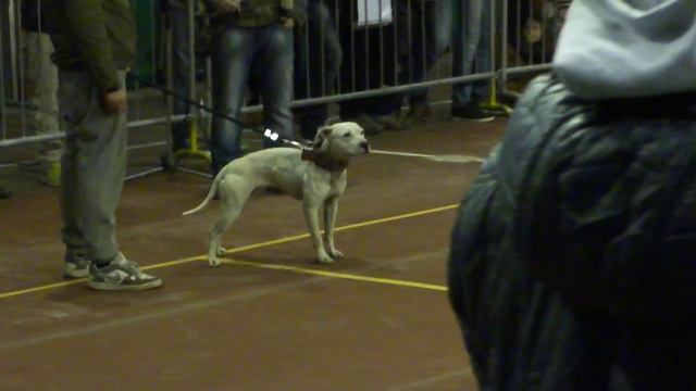 ADBA Show Italy