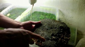 Выращивание хлореллы. Применение хлореллы в домашних условиях.