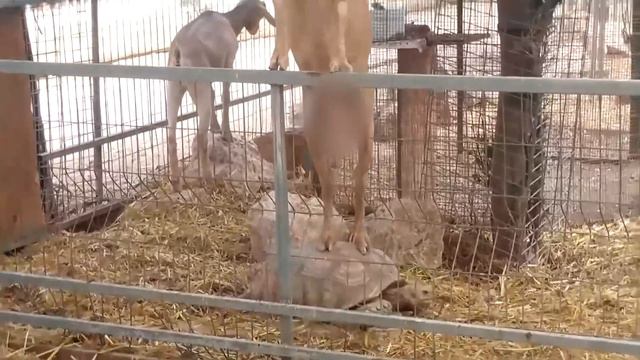 НЕВЕРОЯТНЫЕ ПРОЯВЛЕНИЯ ГЕНИАЛЬНОСТИ У ЖИВОТНЫХ, СНЯТЫЕ НА КАМЕРУ смотреть онлайн