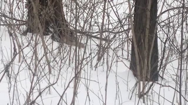 белка зимой бегает по снегу))))))squirrel runs through the snow in the winter)))))) смотреть онлайн