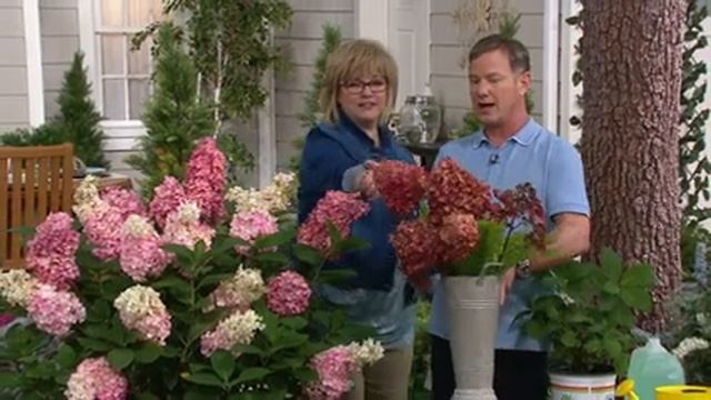 Roberta's 1-Piece Mega Mindy Hydrangea on QVC смотреть онлайн