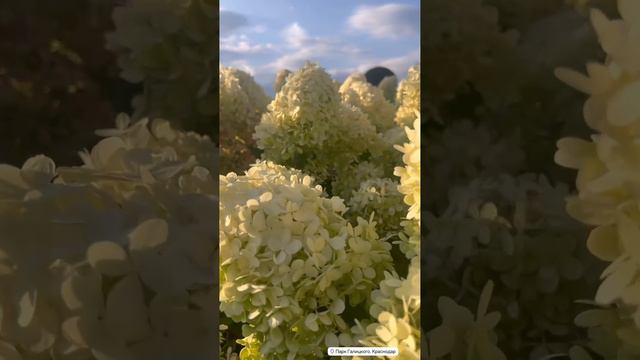 парк Галицкого смотреть онлайн